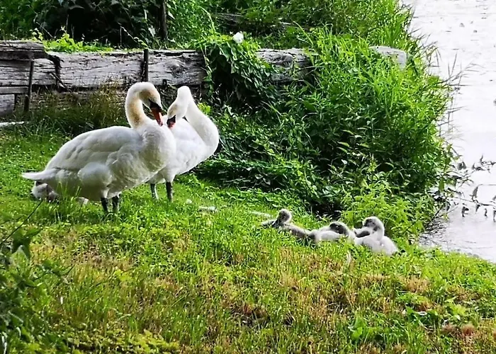 House On The River Hébergement de vacances Werder (Havel)